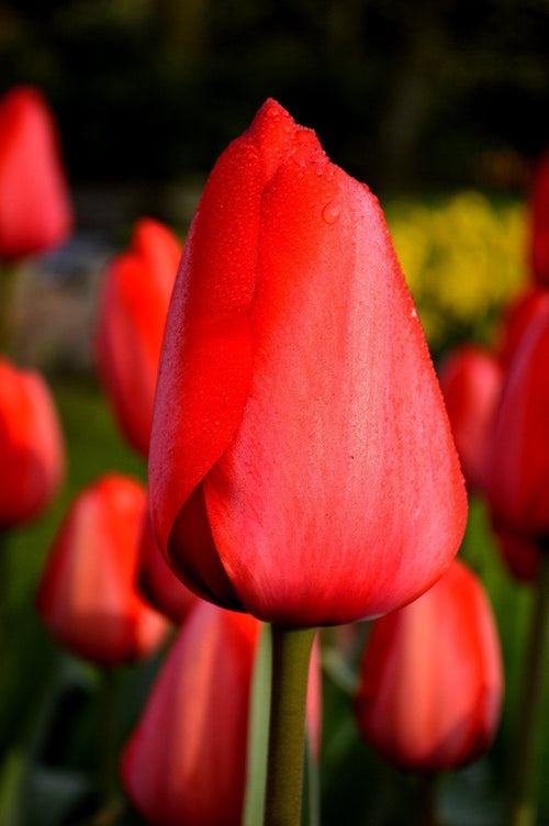 Acheter Tulipe Red Impression