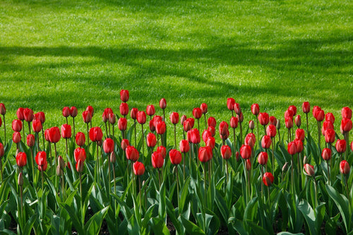 Tulipe Red Impression - Bulbes à fleurs de DutchGrown™