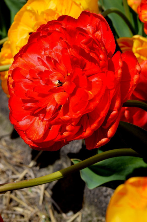 Acheter Tulipe Red Pomponette de Hollande