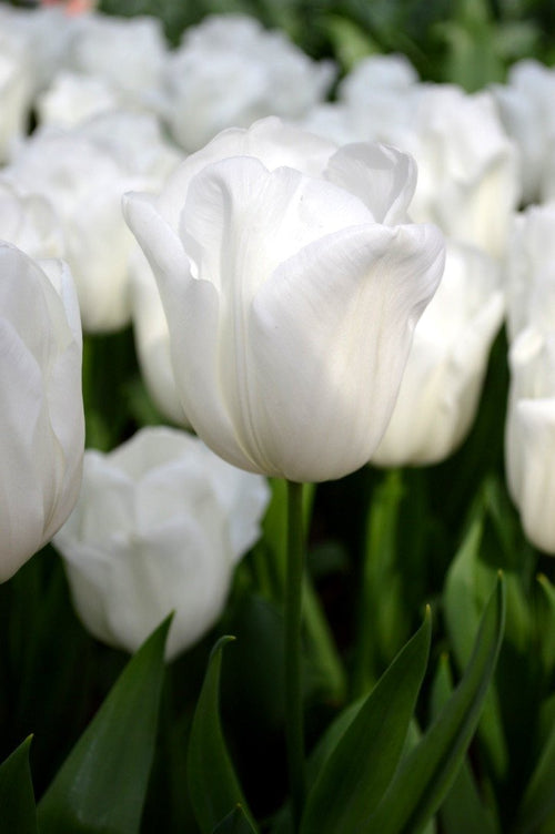 Acheter Tulipe Royal Virgin