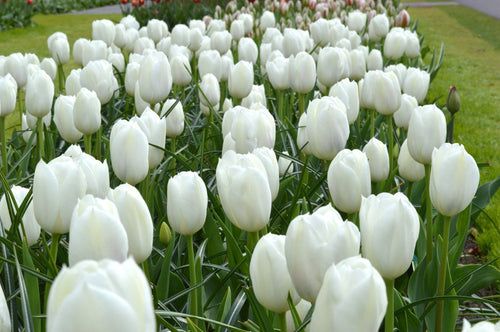 Tulipe Royal Virgin - Livraison en France