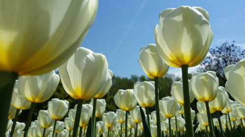 Acheter Tulipe Royal Virgin - Bulbes à fleurs de DutchGrown™