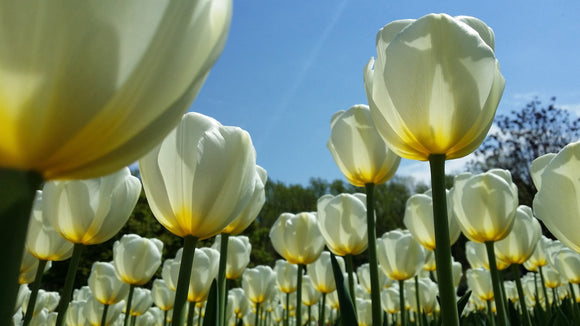 Acheter Tulipe Royal Virgin - Bulbes à fleurs de DutchGrown™