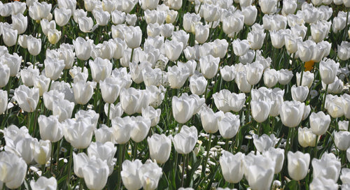 Tulipe Royal Virgin - DutchGrown™