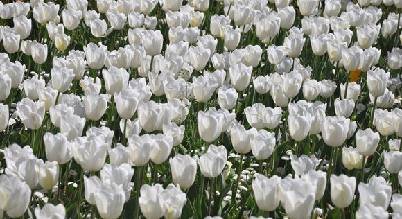 Tulipe Royal Virgin - DutchGrown™