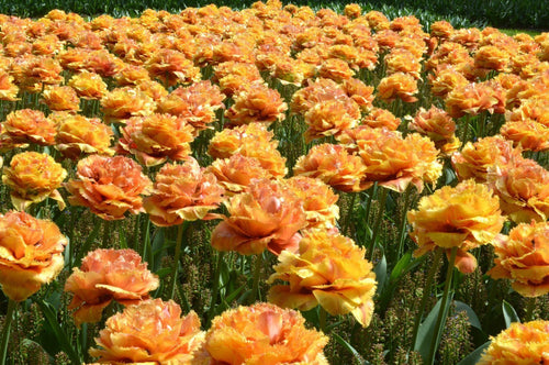 Tulipe Sensual Touch - Bulbes à fleurs de DutchGrown™