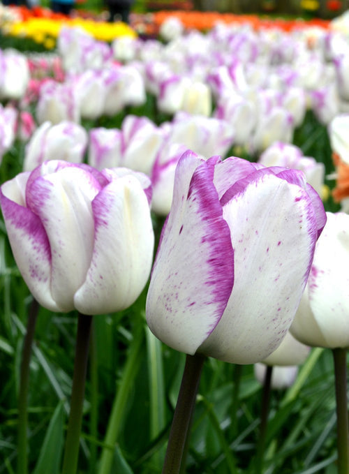 Tulipe Shirley - Bulbes de tulipes de Hollande