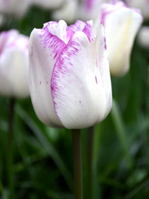 Tulipe Shirley