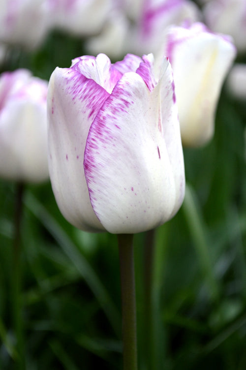 Acheter Tulipe Shirley - DutchGrown™