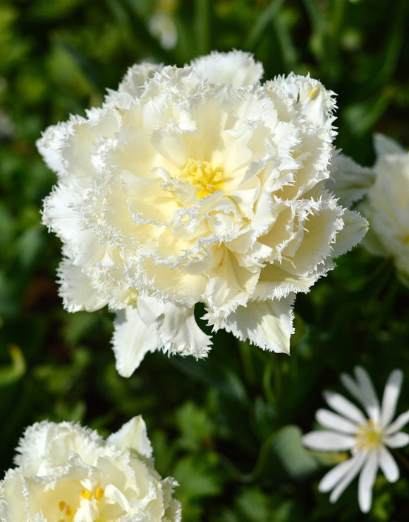 Bulbes de tulipes de Hollande - Snow Crystal