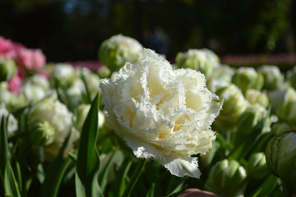 Acheter Tulipe snow crystal