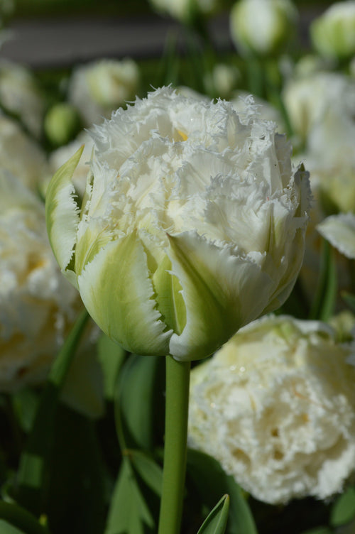 Tulipe snow crystal - Livraison en France