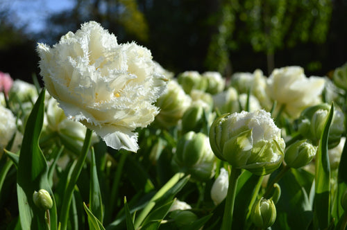 Tulipe Snow Crystal - DutchGrown™