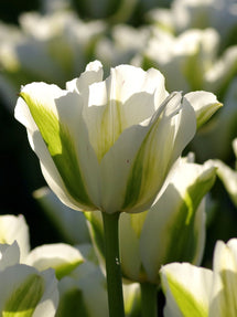Tulipe Spring Green