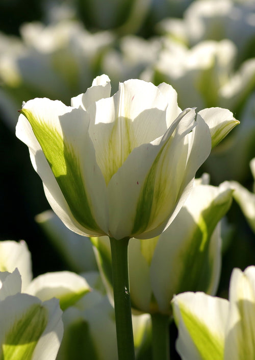Acheter Tulipe Spring Green