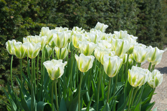 Tulipe Spring Green - Livraison en France