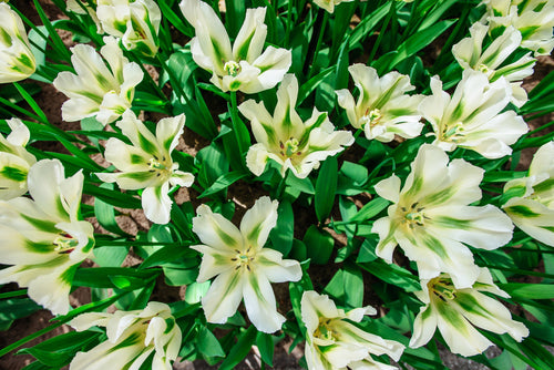 Tulipe Spring Green - Bulbes à fleurs de DutchGrown™