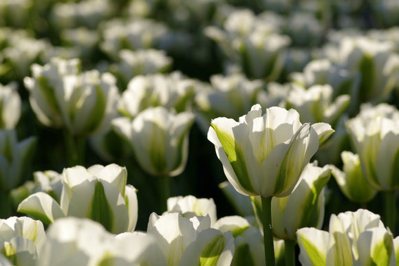 Tulipe Spring Green