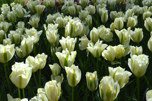 Acheter des bulbes de tulipes - Spring Green