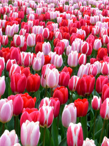 Collection Tulipe Strawberry Fields