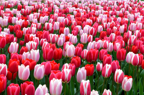 Collection Tulipe Strawberry Fields - Bulbes à fleurs de DutchGrown™