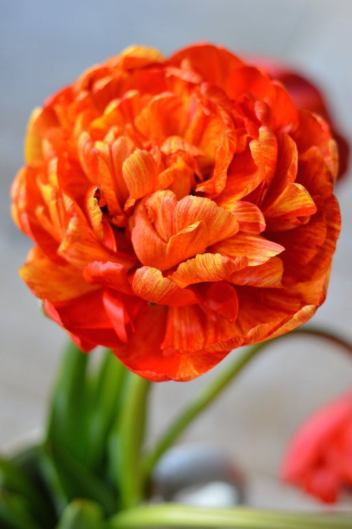 Acheter Tulipe Bulbs Sunlover
