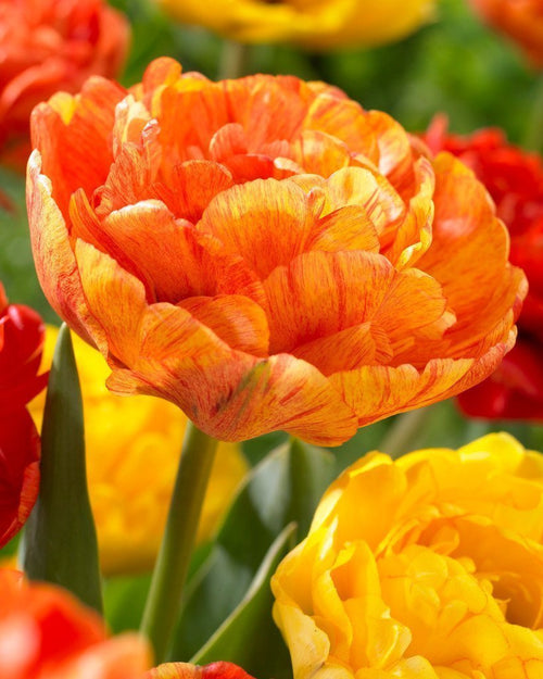 Tulipe Sunlover de Hollande - Livraison en France