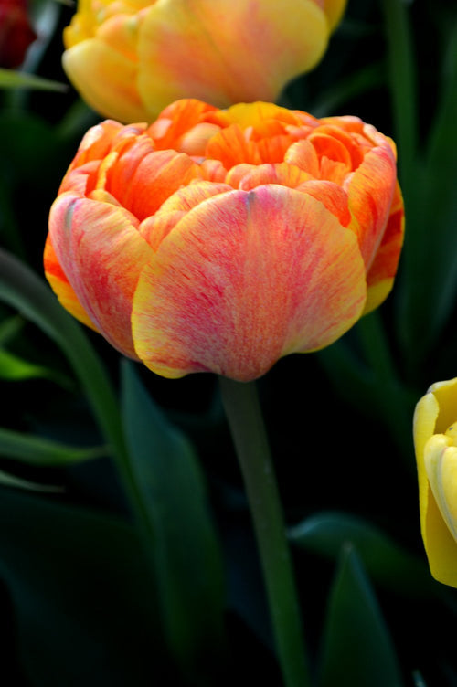 Tulipe Sunlover - DutchGrown™
