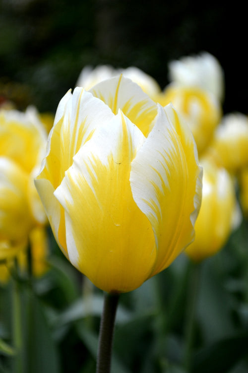 Tulipe Sweetheart - DutchGrown™