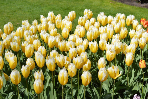 Acheter Tulipe Sweetheart - DutchGrown™