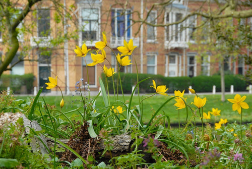 Bulbes de tulipes de Hollande - Sylvestris