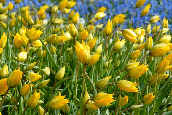 Acheter Tulipe Sylvestris