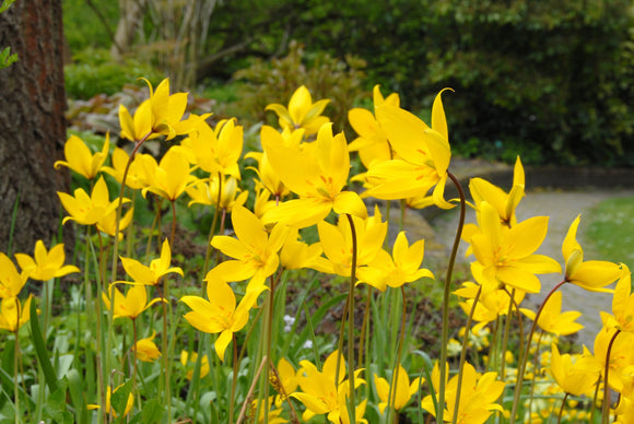 Tulipe Sylvestris - DutchGrown™