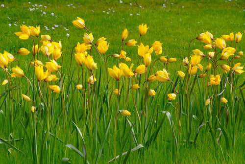 Tulipe Sylvestris - Livraison en France