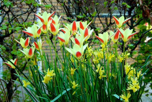 bulbes de tulipes miniatures - Tulipe Tinka