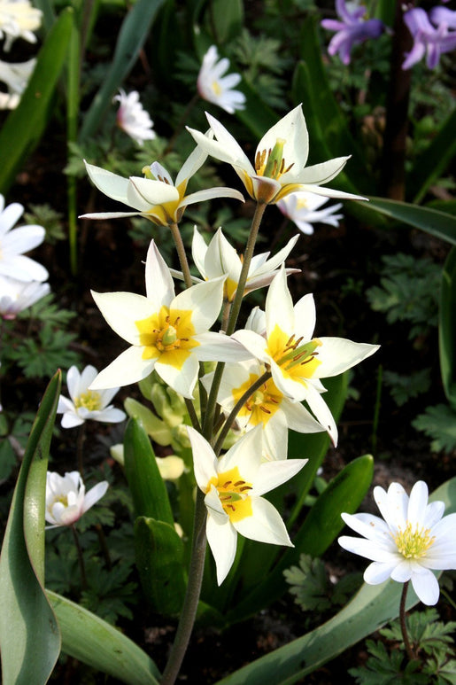 Acheter Tulipe Turkestanica - DutchGrown™