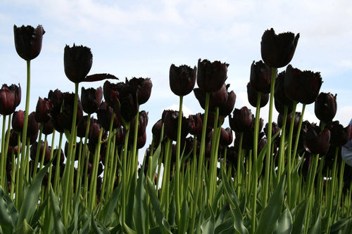 Bulbes de tulipes de Hollande - Vincent Van Gogh