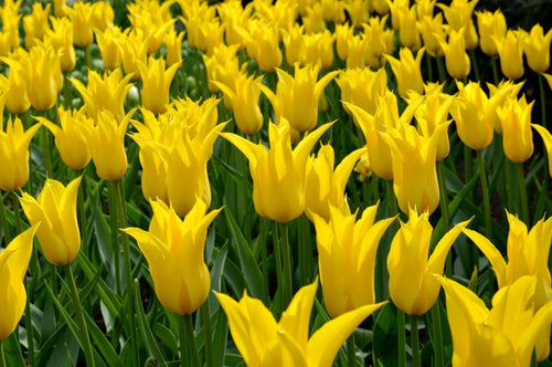 Tulipe West Point - Bulbes à fleurs de DutchGrown™
