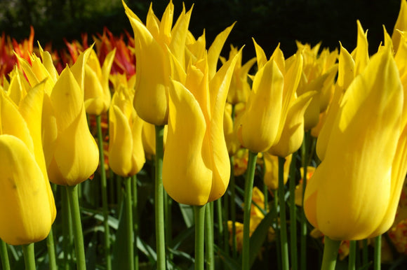 Acheter Tulipe West Point - DutchGrown™