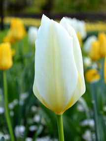 Tulipe White Emperor