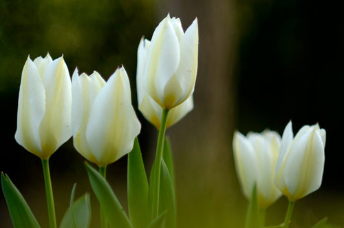 Tulipe White Emperor - Livraison en France de Hollande