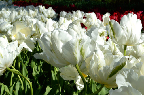 Acheter des bulbes de tulipes - White Parrot