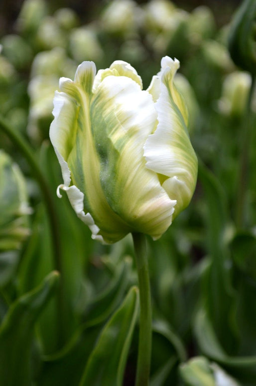 Tulipe White Parrot - Livraison en France