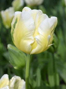 Tulipe White Parrot