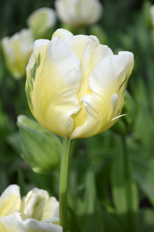 Tulipe White Parrot - DutchGrown™
