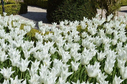 Acheter Tulipe White Triumphator