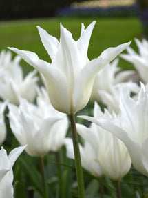 Tulipe White Triumphator