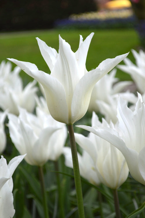 Tulipe White Triumphator - DutchGrown™