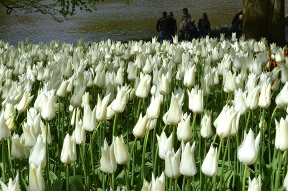 Tulipe White Triumphator - DutchGrown™