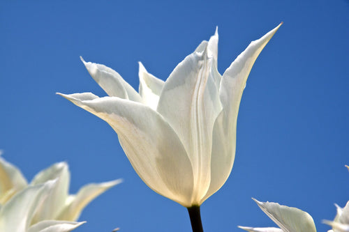 Bulbes de tulipes de Hollande - White Triumphator
